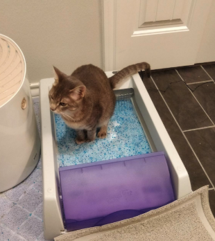 a reviewer&#x27;s cat in the litter box