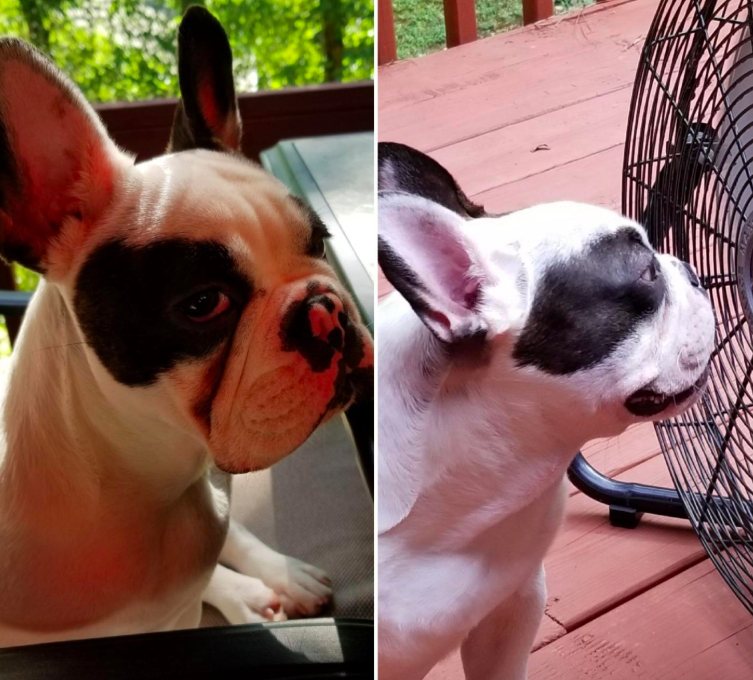 A customer review photo showing their pups wrinkles before and after using the paste