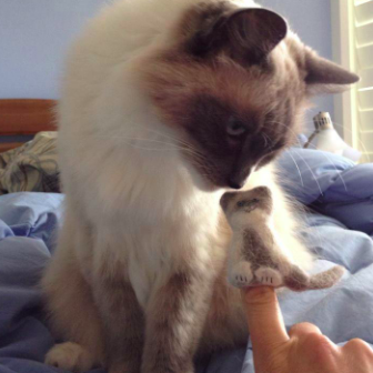 reviewer's cat smelling finger puppet made with its fur