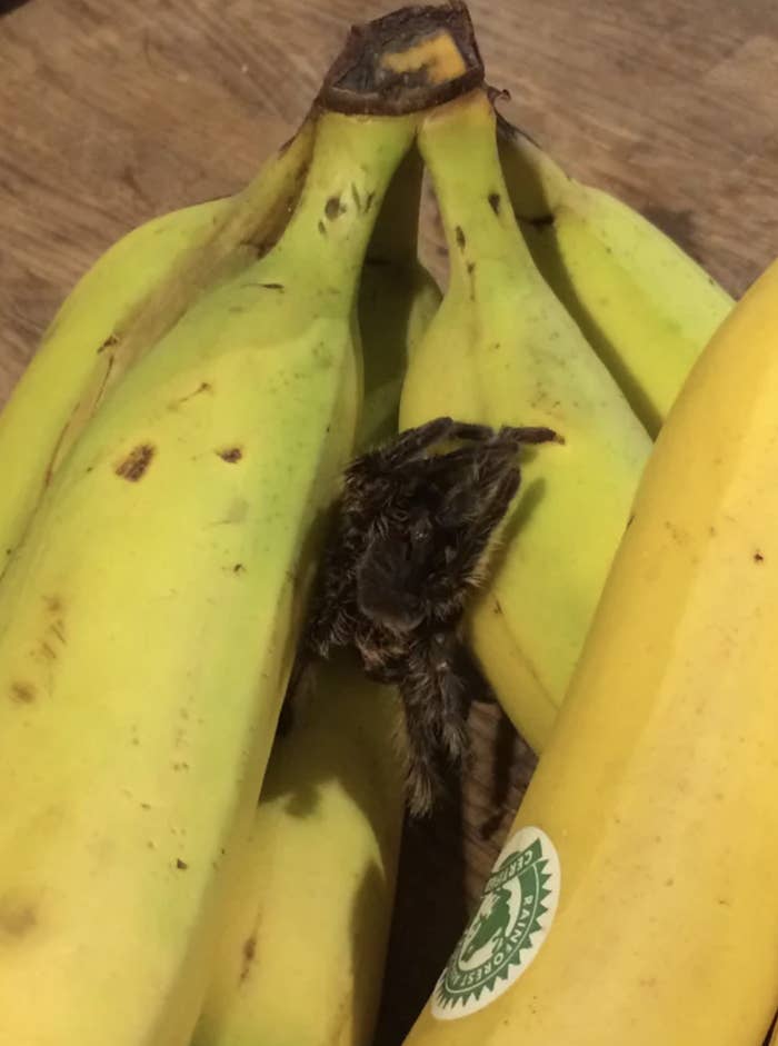 Image of tarantula skin in bananas.