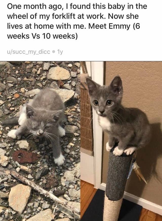 飼い主の存在は偉大 保護された猫たちのビフォーアフター