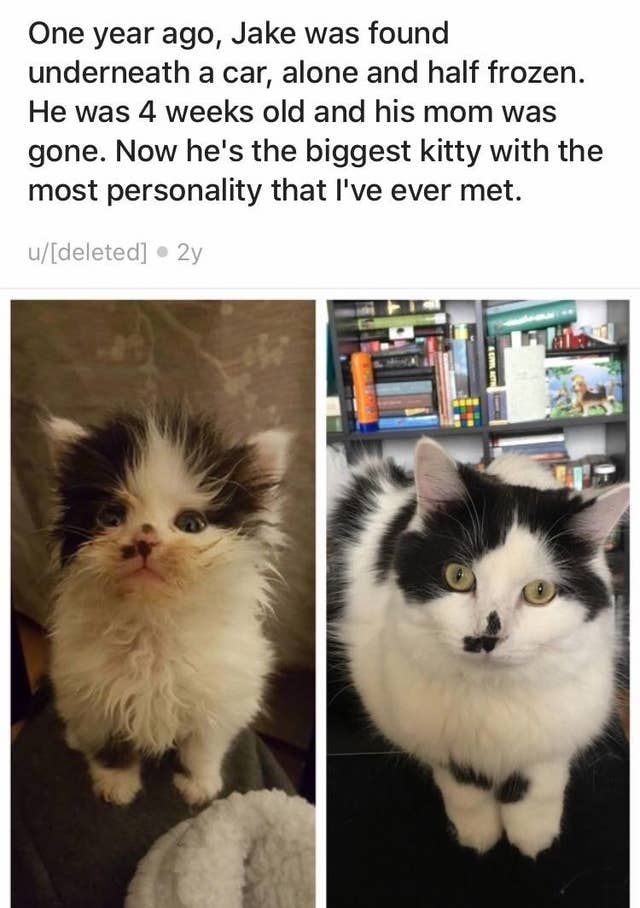 飼い主の存在は偉大 保護された猫たちのビフォーアフター