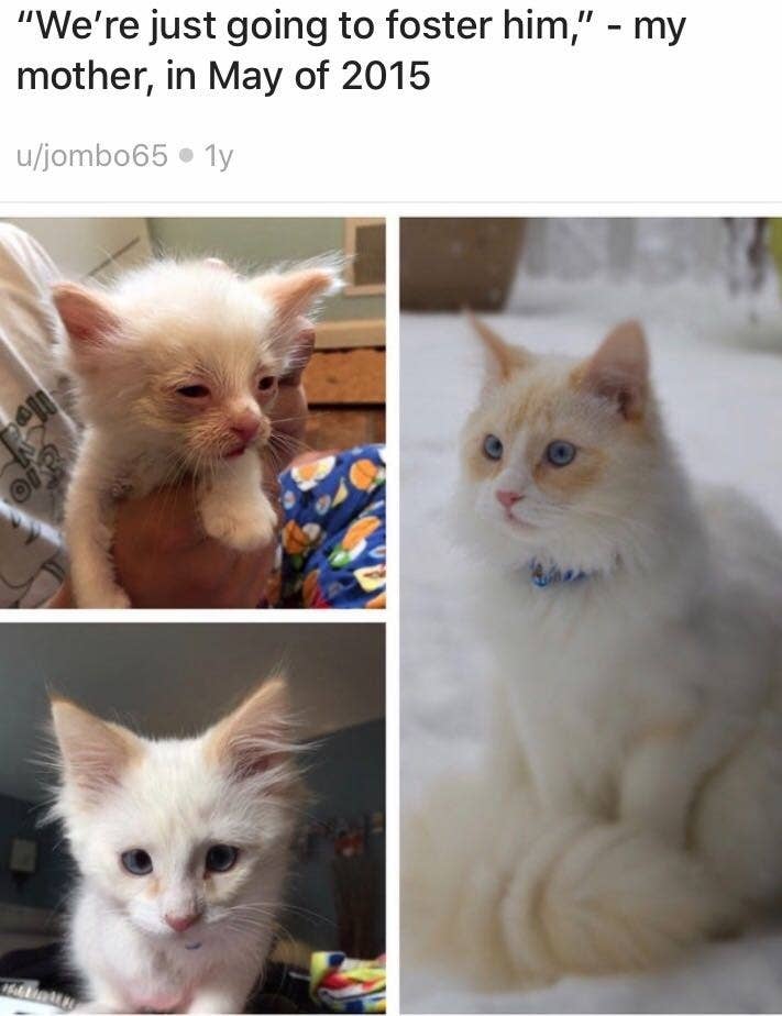 Pictures Of Cats Before And After Their Rescue