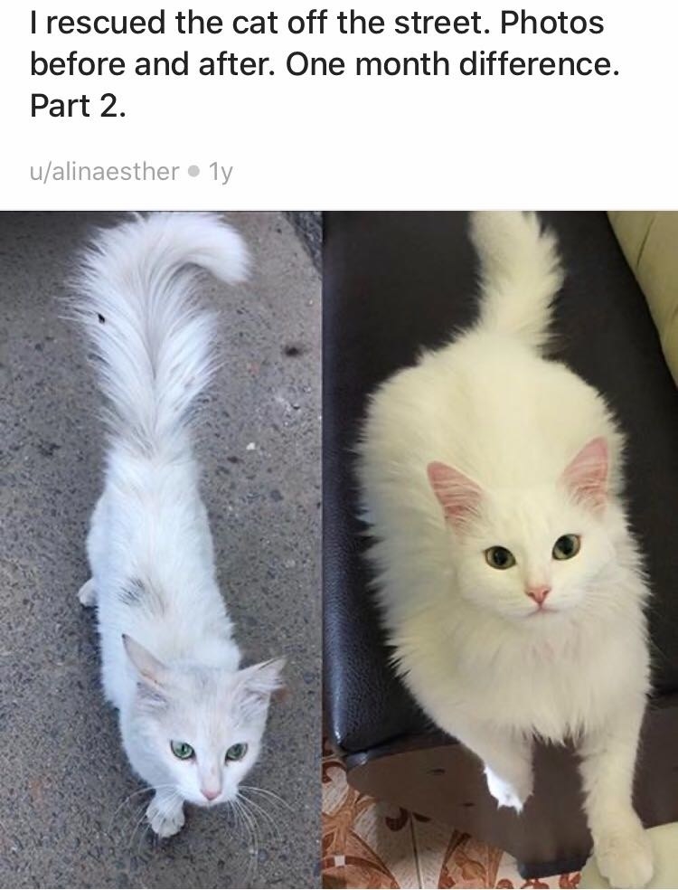 Cat in mid-grow