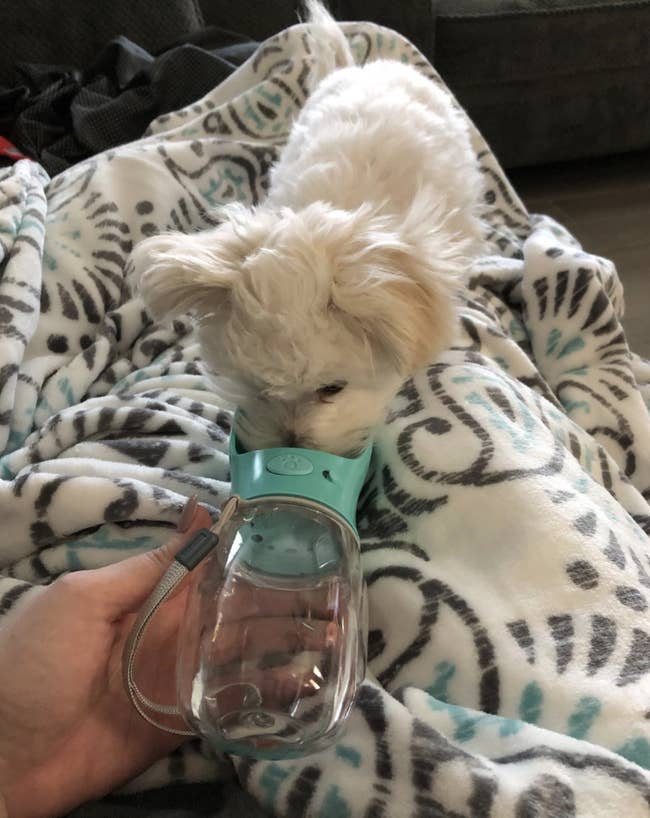 A little dog drinking from the water bottle