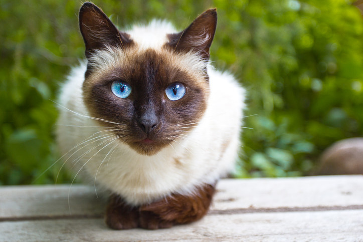 cat staring into the camera