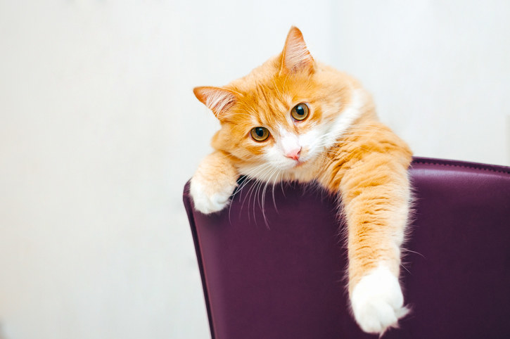 cat hanging on a couch