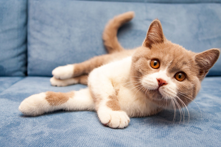 cat getting up from the couch