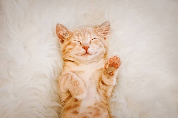 15 Cat Facts That Sound Fake But Are 100 True