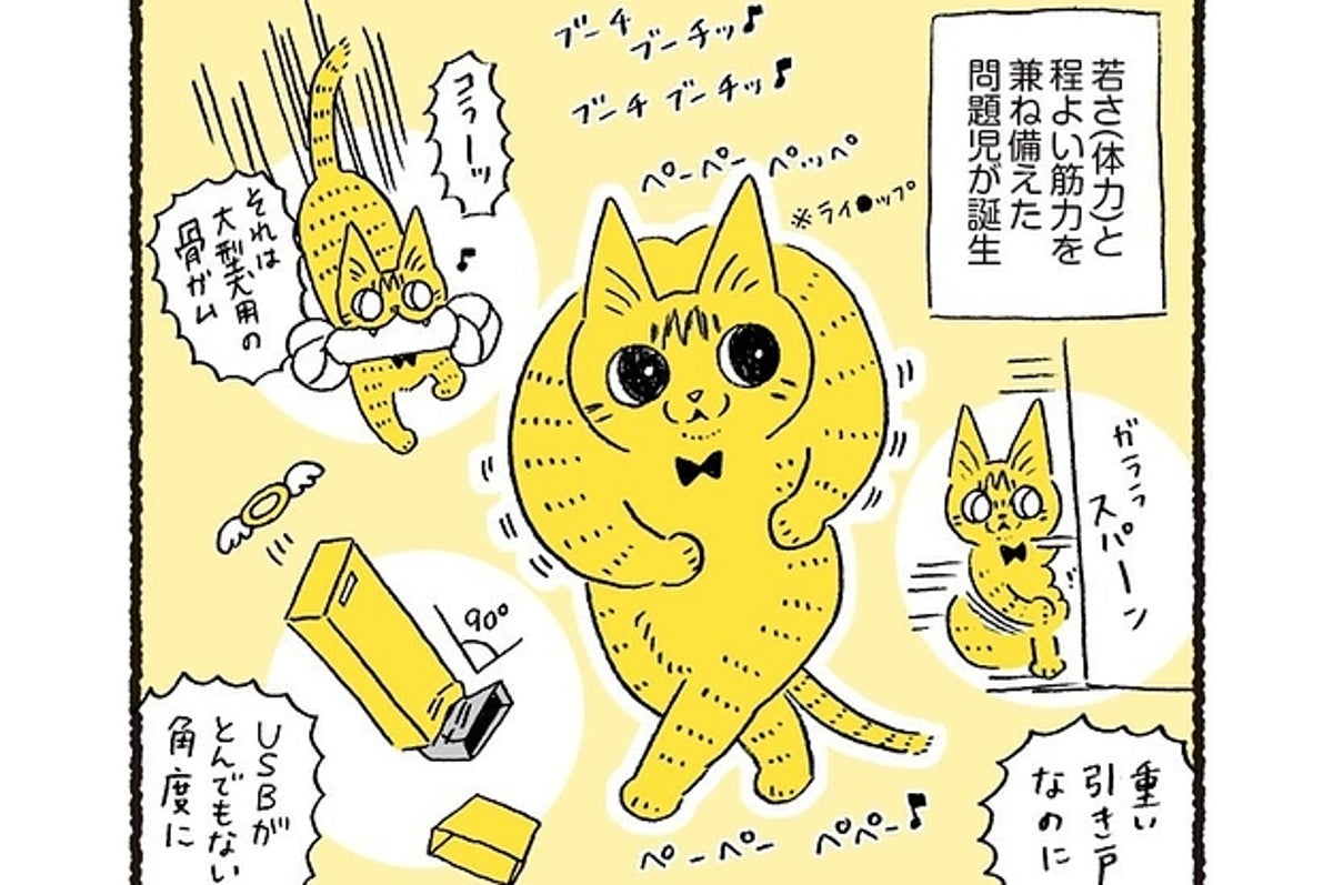 保護した猫ちゃんがムキムキに成長 パワフルすぎる漫画が話題