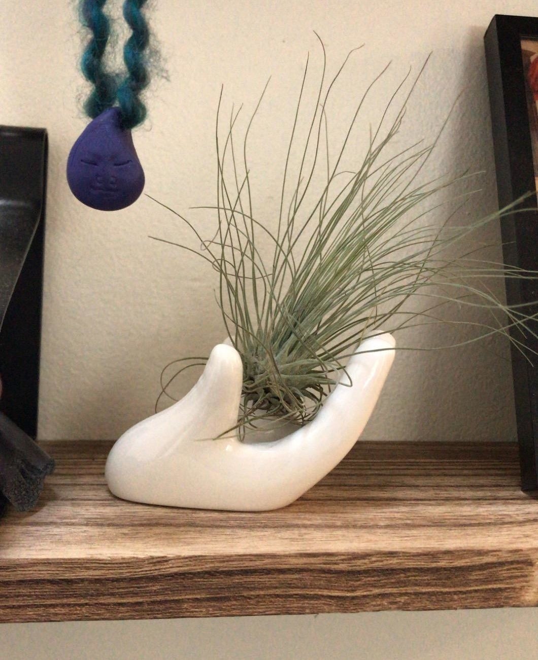 The hand-shaped plant holder holding an air plant
