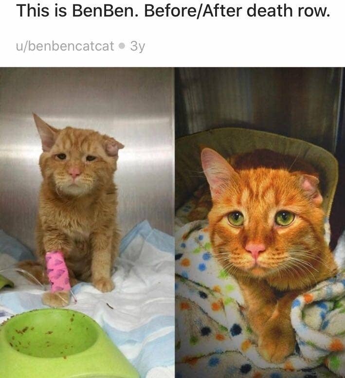 飼い主の存在は偉大 保護された猫たちのビフォーアフター
