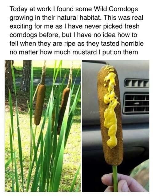 person eating a plant and sayiing its a corn dog