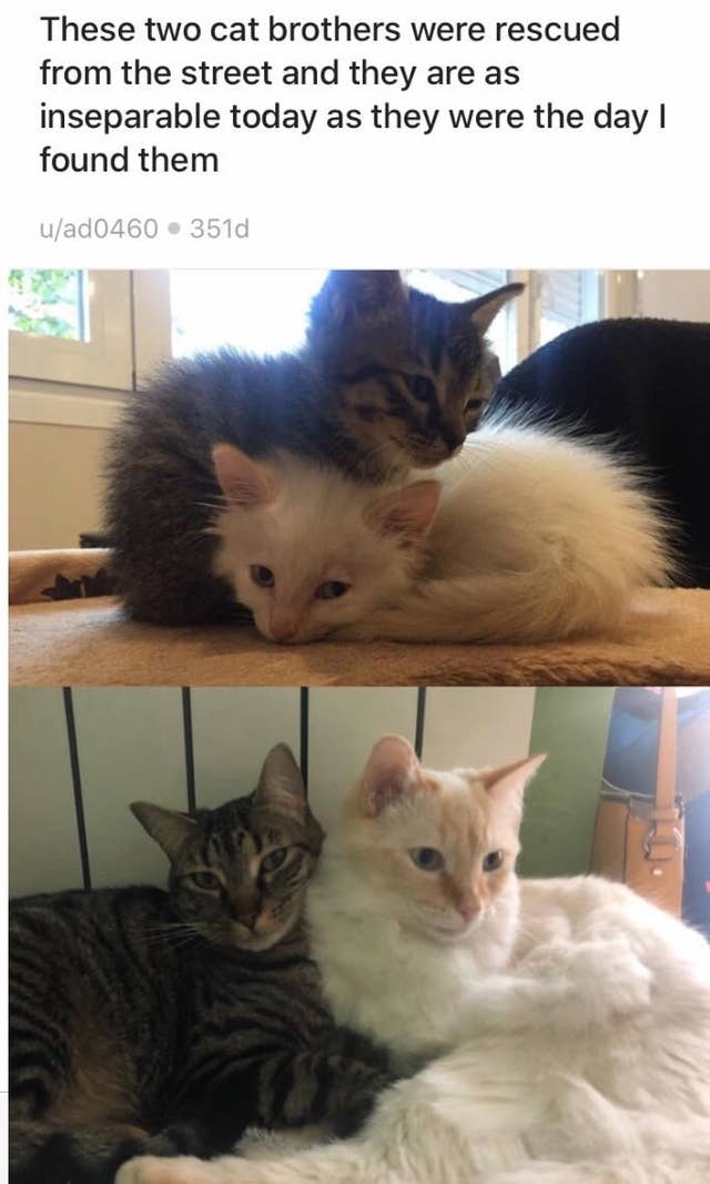 飼い主の存在は偉大 保護された猫たちのビフォーアフター