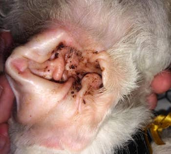 A customer review photo of their dog's ear before using the cleaner