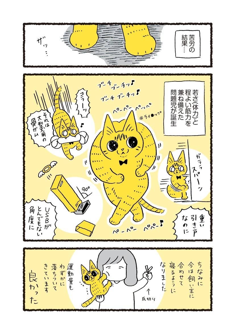 保護した猫ちゃんがムキムキに成長 パワフルすぎる漫画が話題
