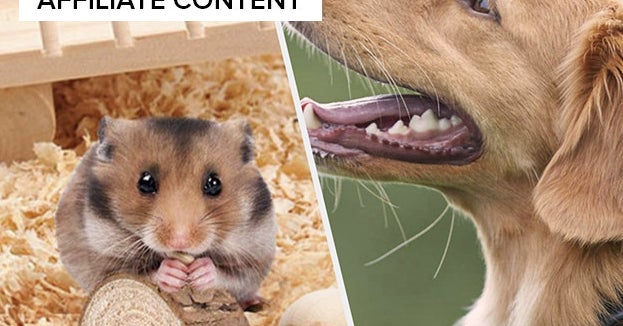 15 Products To Spoil Your Pet Rotten This Year Because They Deserve It