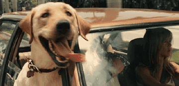 gif of a dog with their tongue hanging out their mouth and their head out of a car window 