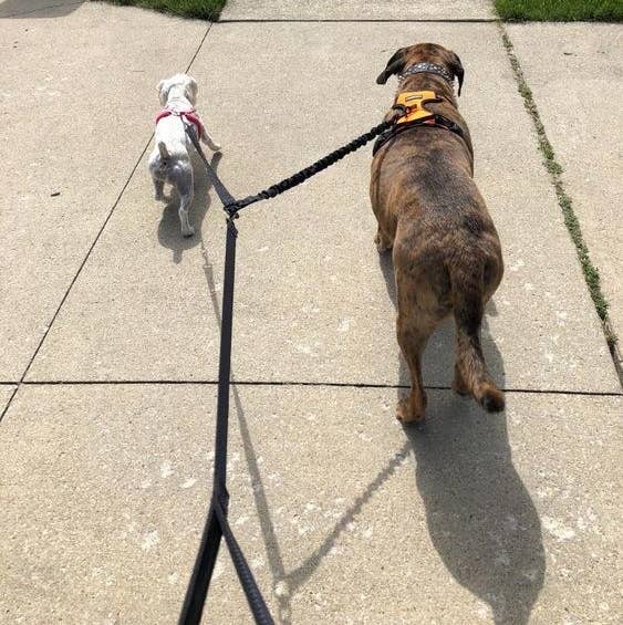A reviewer's photo of the leash being used with a small dog and large dog