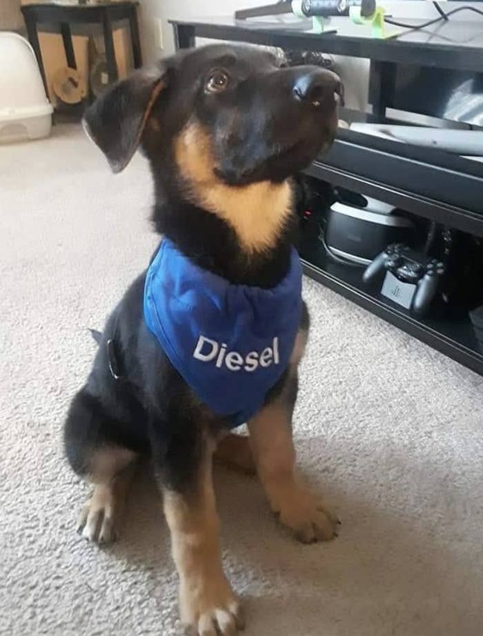 Reviewer photo of dog wearing personalized bandana