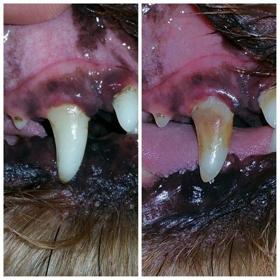 Reviewer&#x27;s before-and-after picture of their dog&#x27;s teeth with lots of plaque and then totally clean 