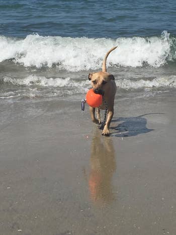 Reviewer's dog holding the ball in its mouth at the beach