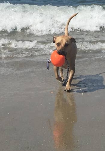 Reviewer photo of a dog at the beach with the ball end in its mouth