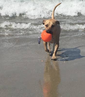 reviewer photo of a dog running at the beach with the ball in its mouth