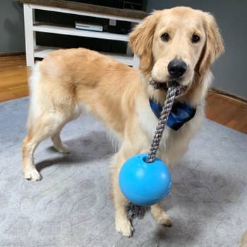 reviewer photo of a golden retriever holding the rope end of the toy in its mouth