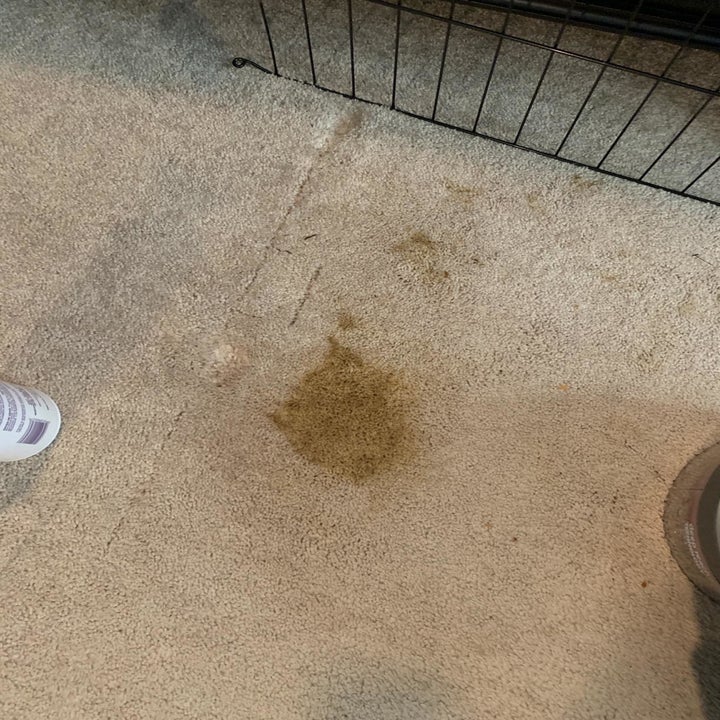 Reviewer photo of a diarrhea stain on their tan carpet