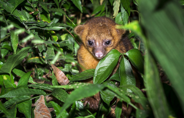 Can You Guess The Names Of These Unusual Animals? Can You Guess The Names Of These Unusual Animals?