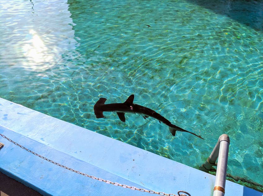 25mプールにサメ これってアリなの 廃校をリノベーションした水族館がハンパない