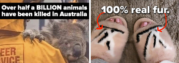 Kylie Jenner Branded 'Hypocrite' For Sharing Snap Of Mink Slippers After  Mourning Australian Animals - LADbible