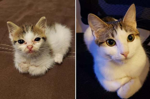 Ugly Cat Meme Coughing Meme Wall