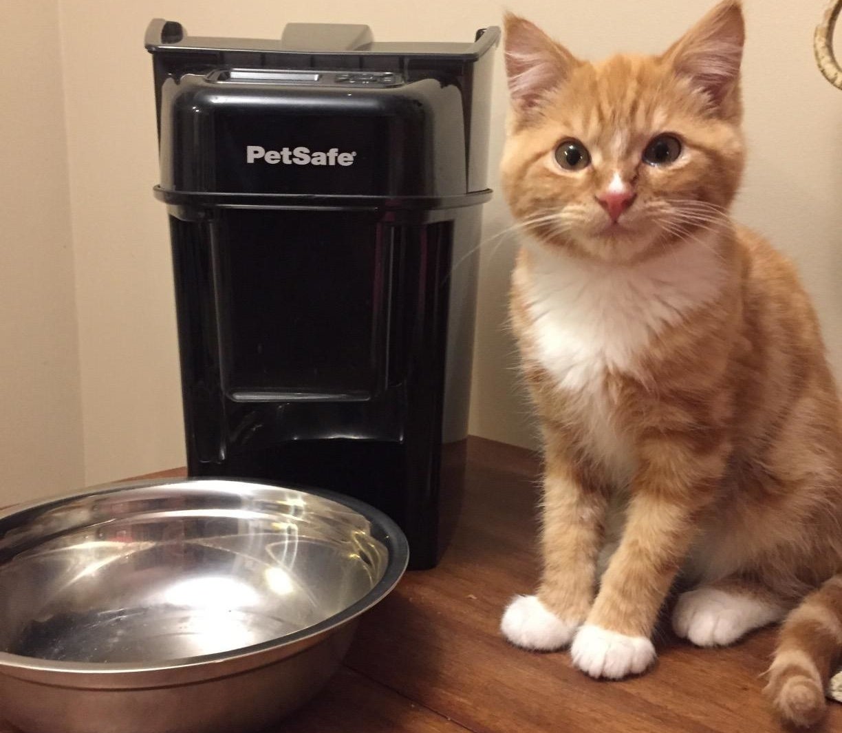 reviewer photo showing their cat next to their automatic feeder