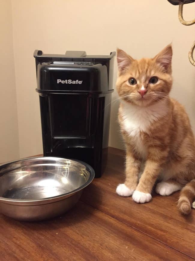 an orange kitty sitting next to the automatic feeder