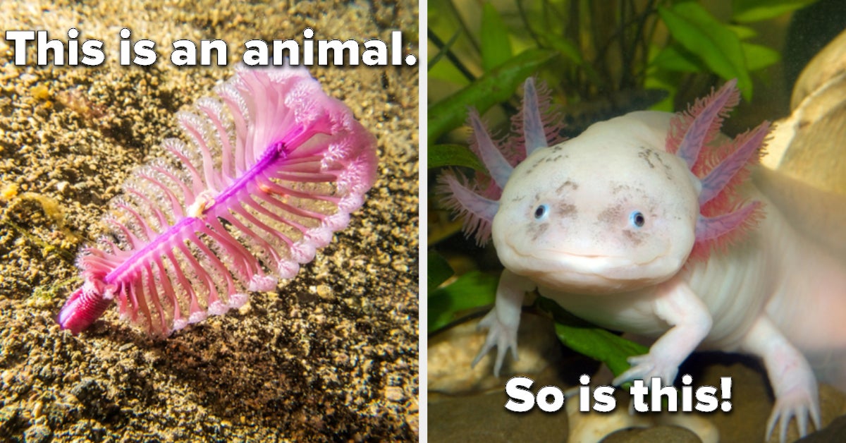 Can You Guess The Names Of These Unusual Animals?