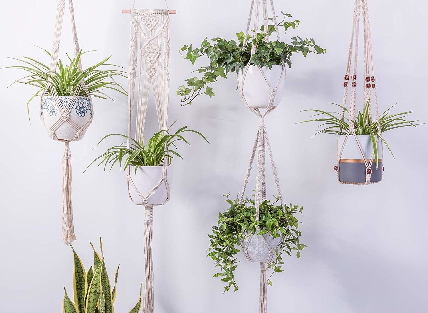 Five plants in macrame plant holders