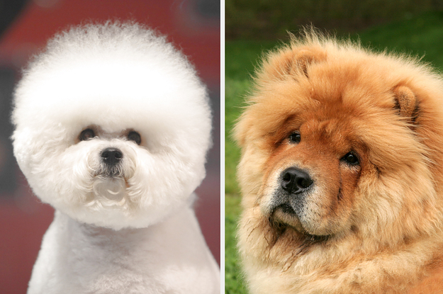 Hang Out With 6 Dogs And We'll Reveal Your True Self