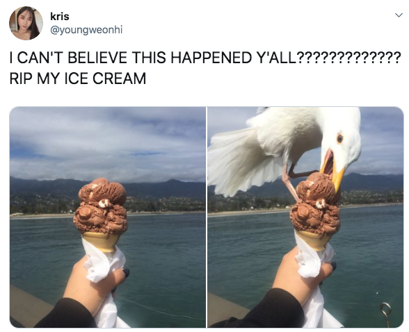 tweet reading i can&#x27;t believe this happened and it&#x27;s a seagull eating her ice cream