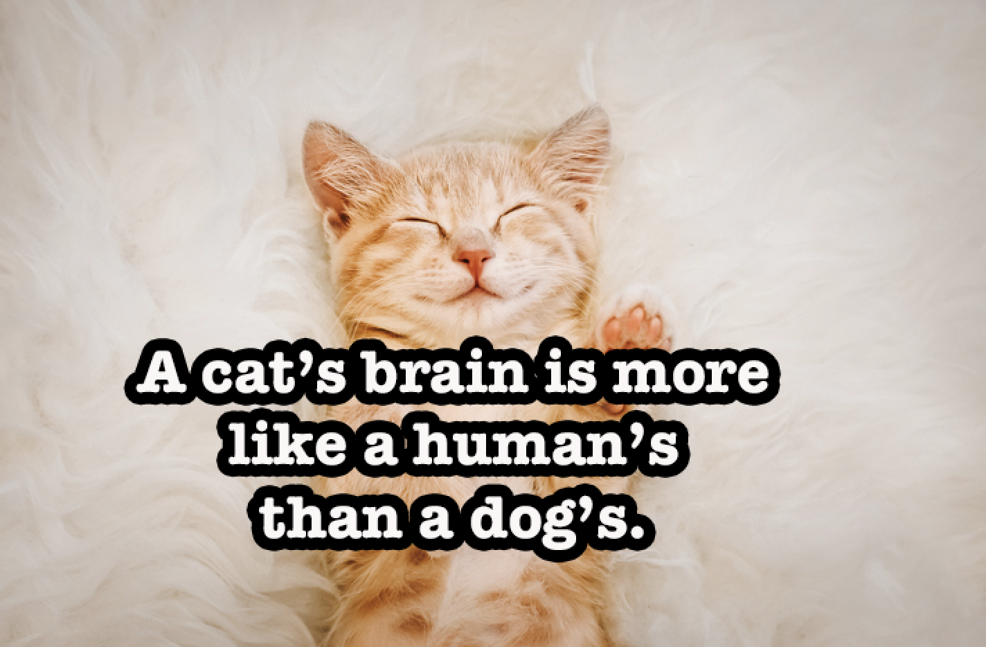 15 Cat Facts That Sound Fake But Are 100 True