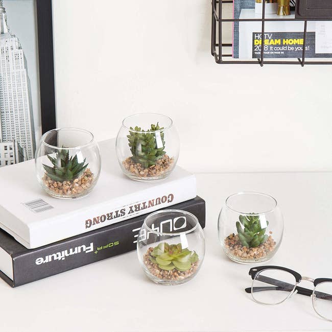 A set of four small succulents in dome-shaped glass holders 