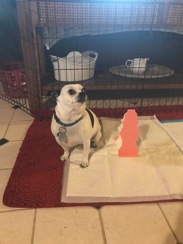 dog poses with wee pad with pop up fire hydrant 