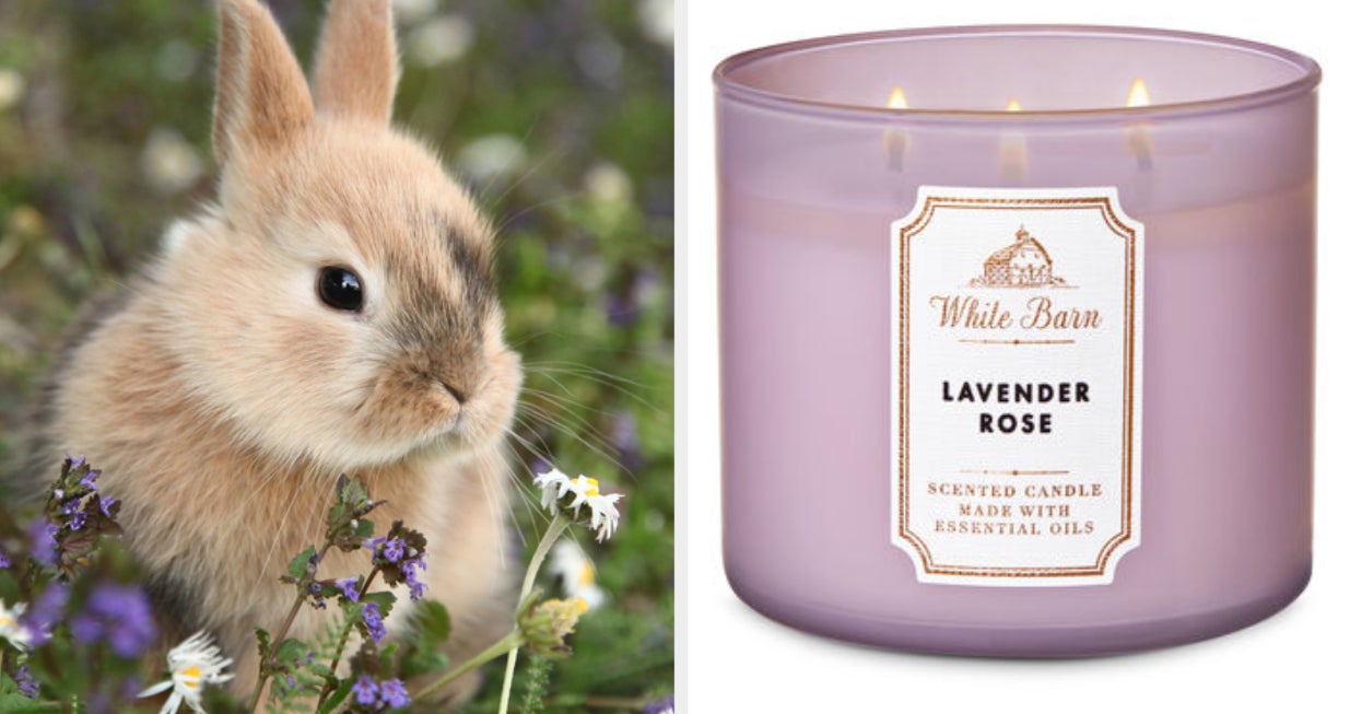 Quiz Pick Some Cute Animals And We'll Tell You Which Scented Candle