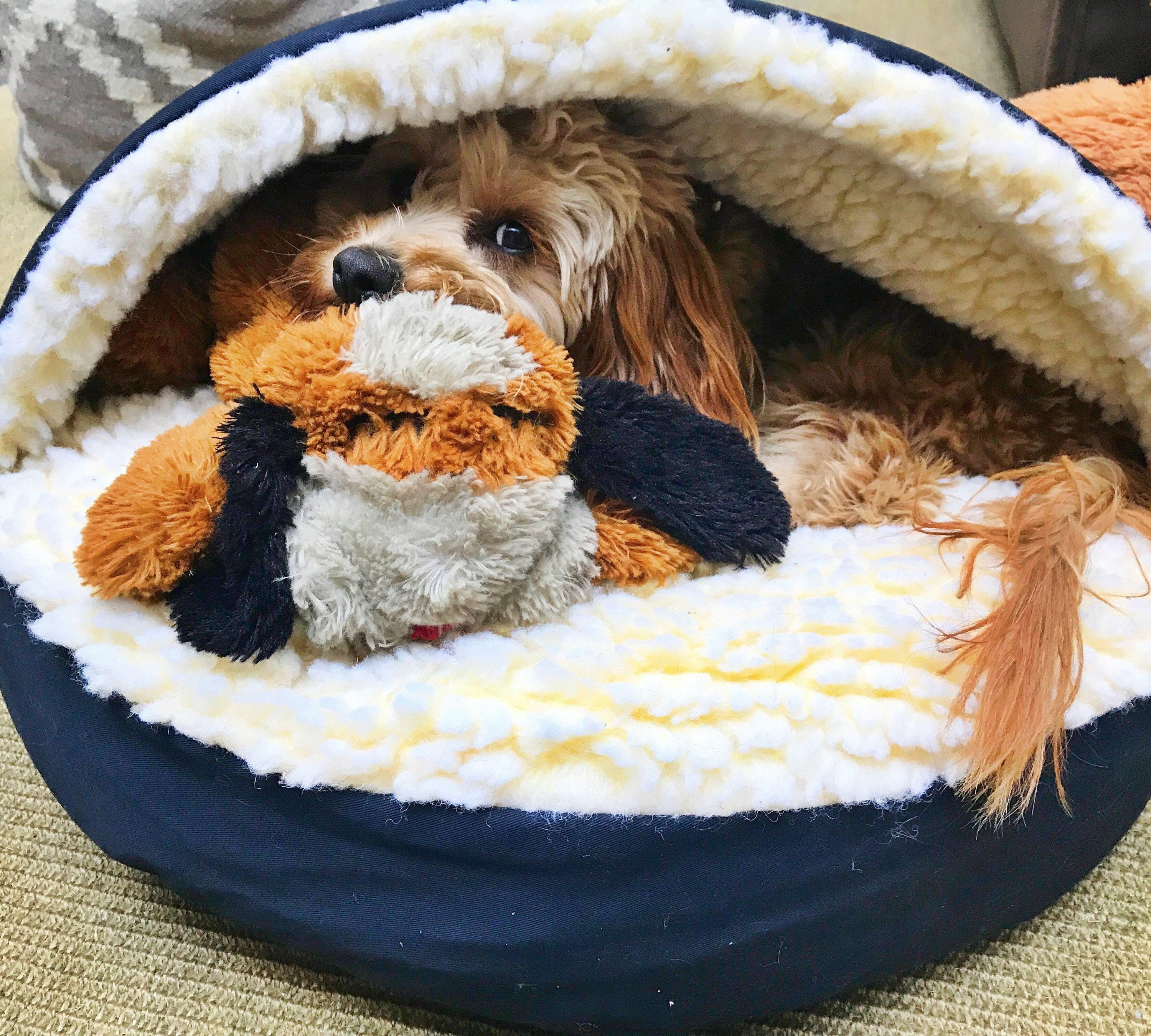 snuggle puppy toy