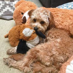 Buzzfeed staffer's puppy snuggled up against stuffed puppy