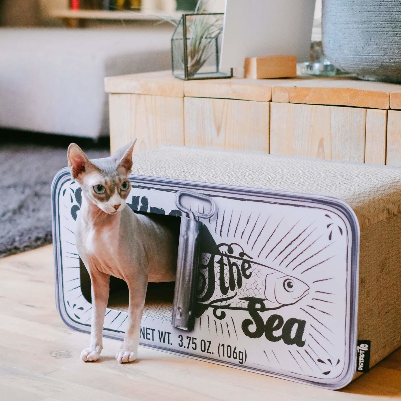 Hairless cat walking out of rectangular cat bed designed to look like opened can of sardines 