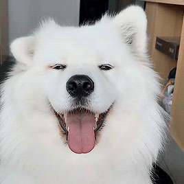 GIF of a happy dog with white fur flopping its ears around.
