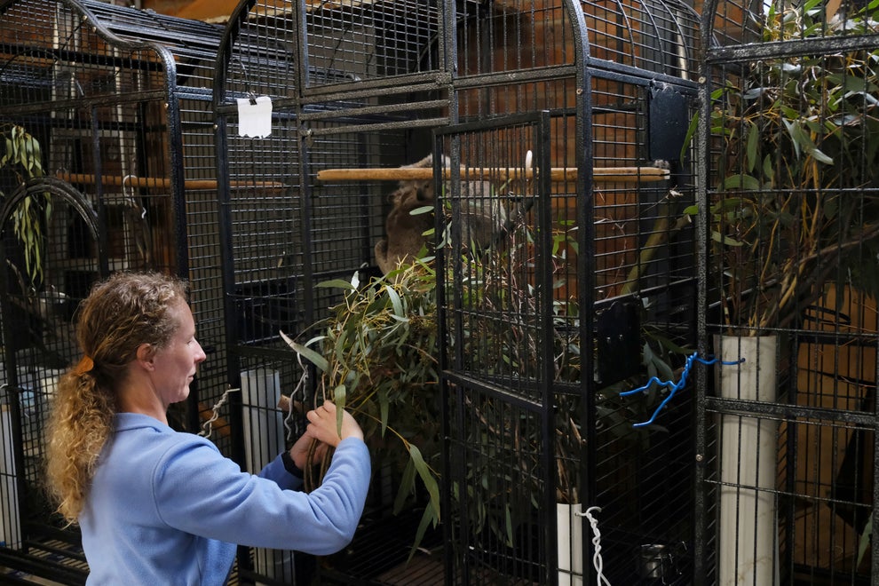 More Than A Billion Animals Died In Australia's Bushfires. These Heroes ...