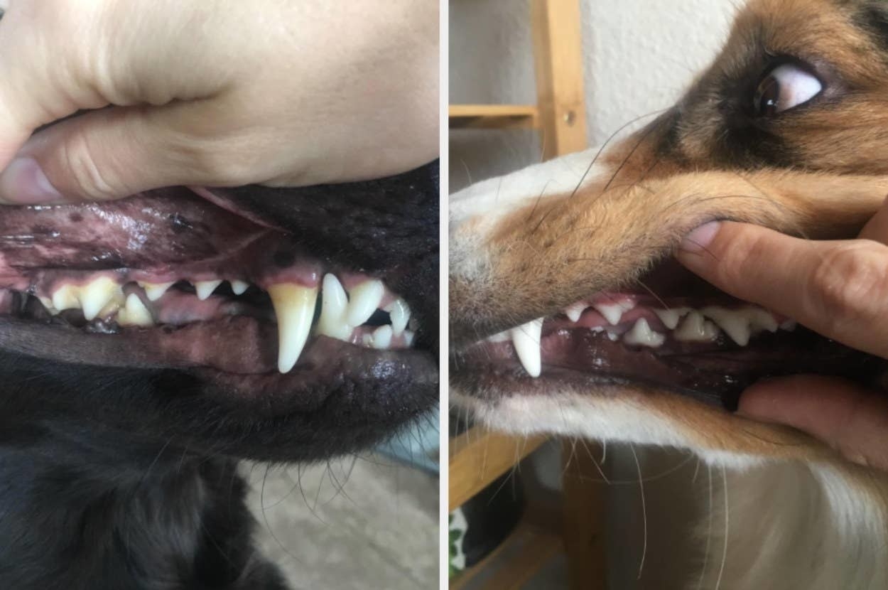 on the left, a dog&#x27;s teeth barely growing in, and on the right, the same teeth now looking like they&#x27;re growing in healthy